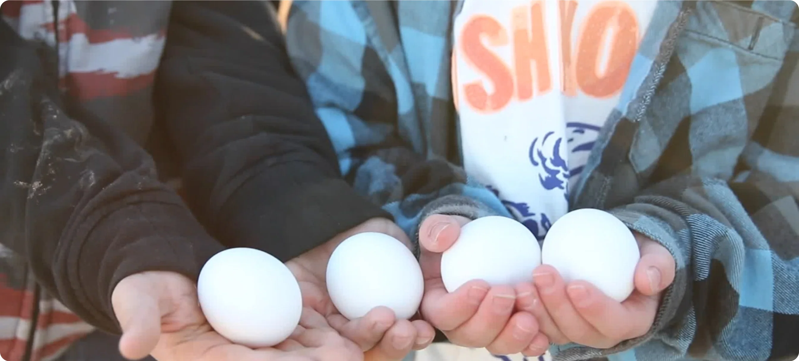 Premium Homes for Happy Hens