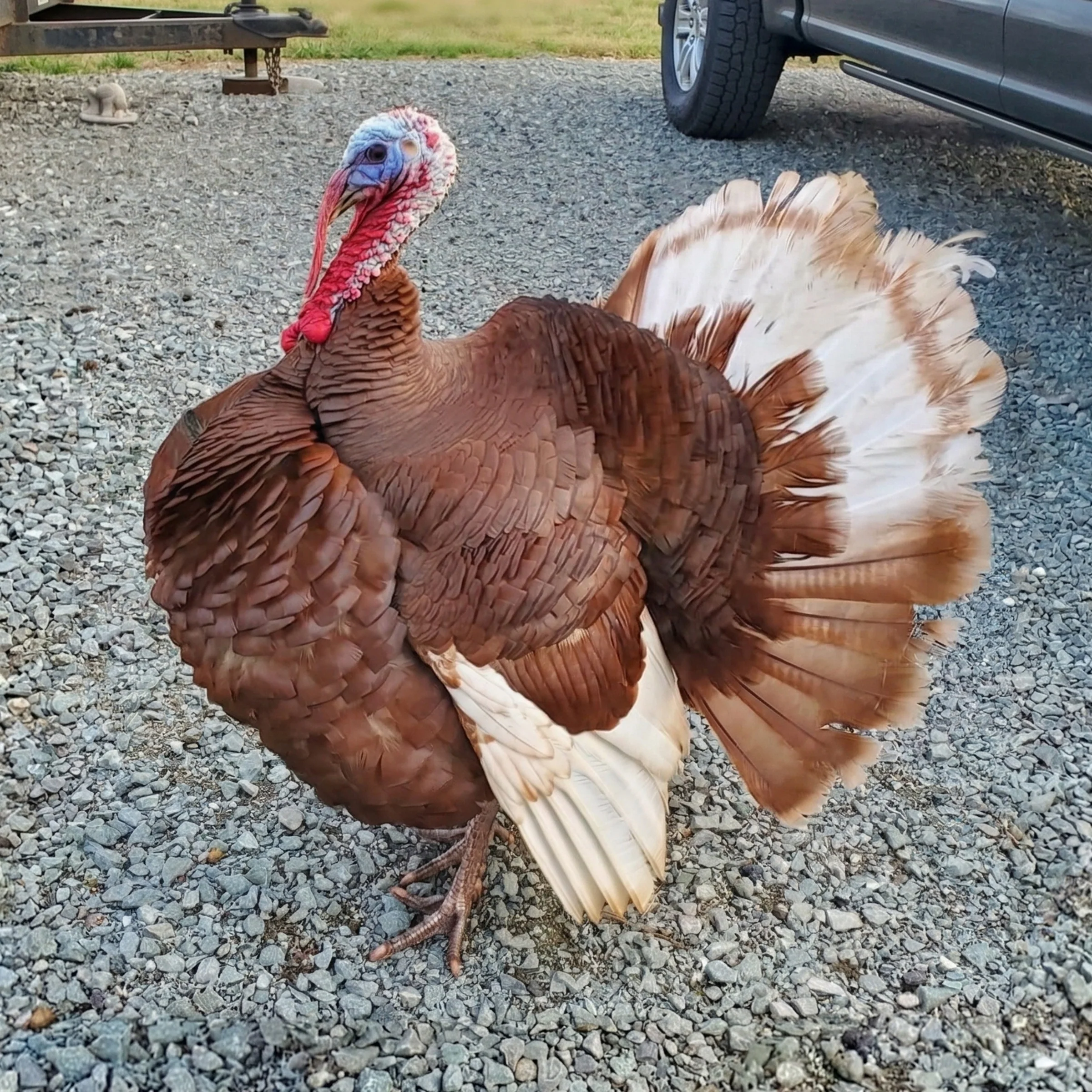 Bourbon Red Heritage Turkey Hatching Eggs - Image 4