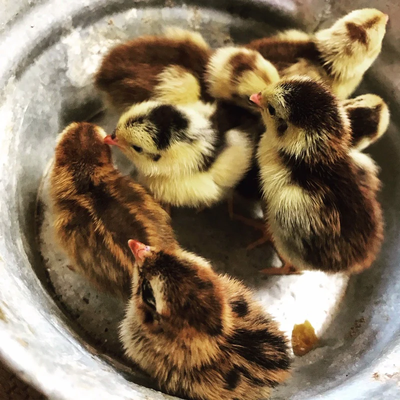 Celadon Coturnix Quail Hatching Eggs - Image 3