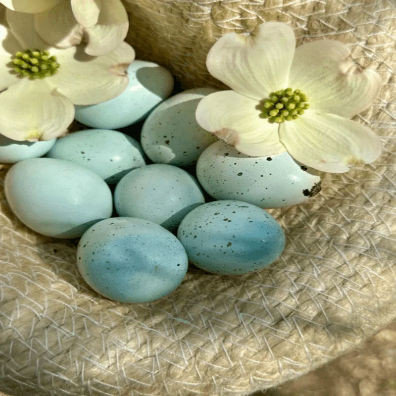 Celadon Coturnix Quail Hatching Eggs - Image 5