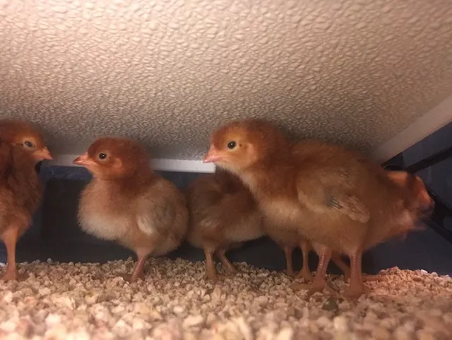 Chicken Coop Heater - Energy Efficient Radiant Heat - 3 Year Warranty - Image 10