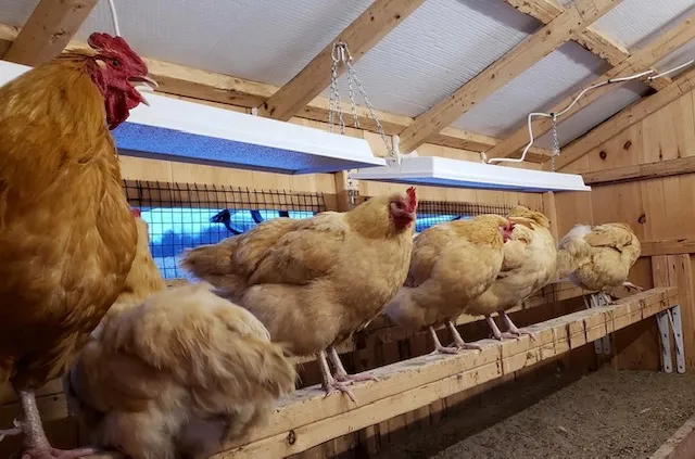 Chicken Coop Heater - Energy Efficient Radiant Heat - 3 Year Warranty - Image 7