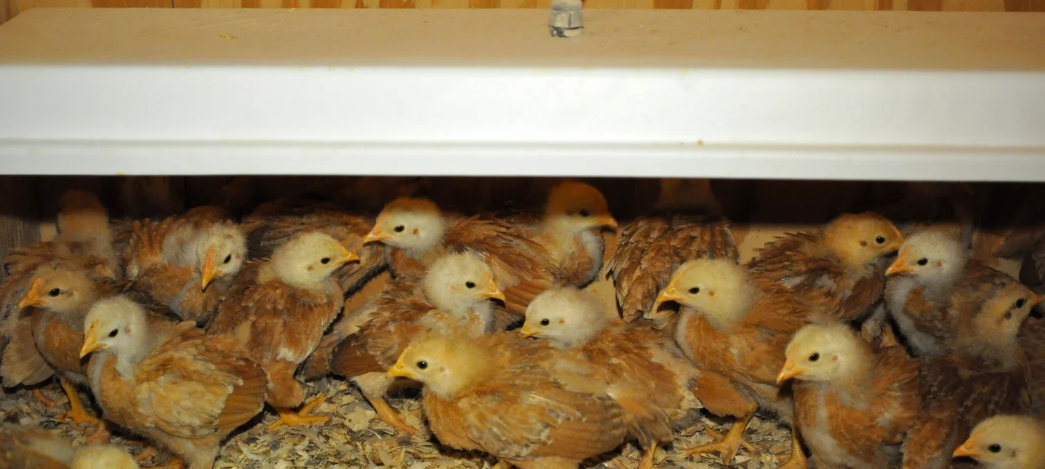 Chicken Coop Heater - Energy Efficient Radiant Heat - 3 Year Warranty - Image 9