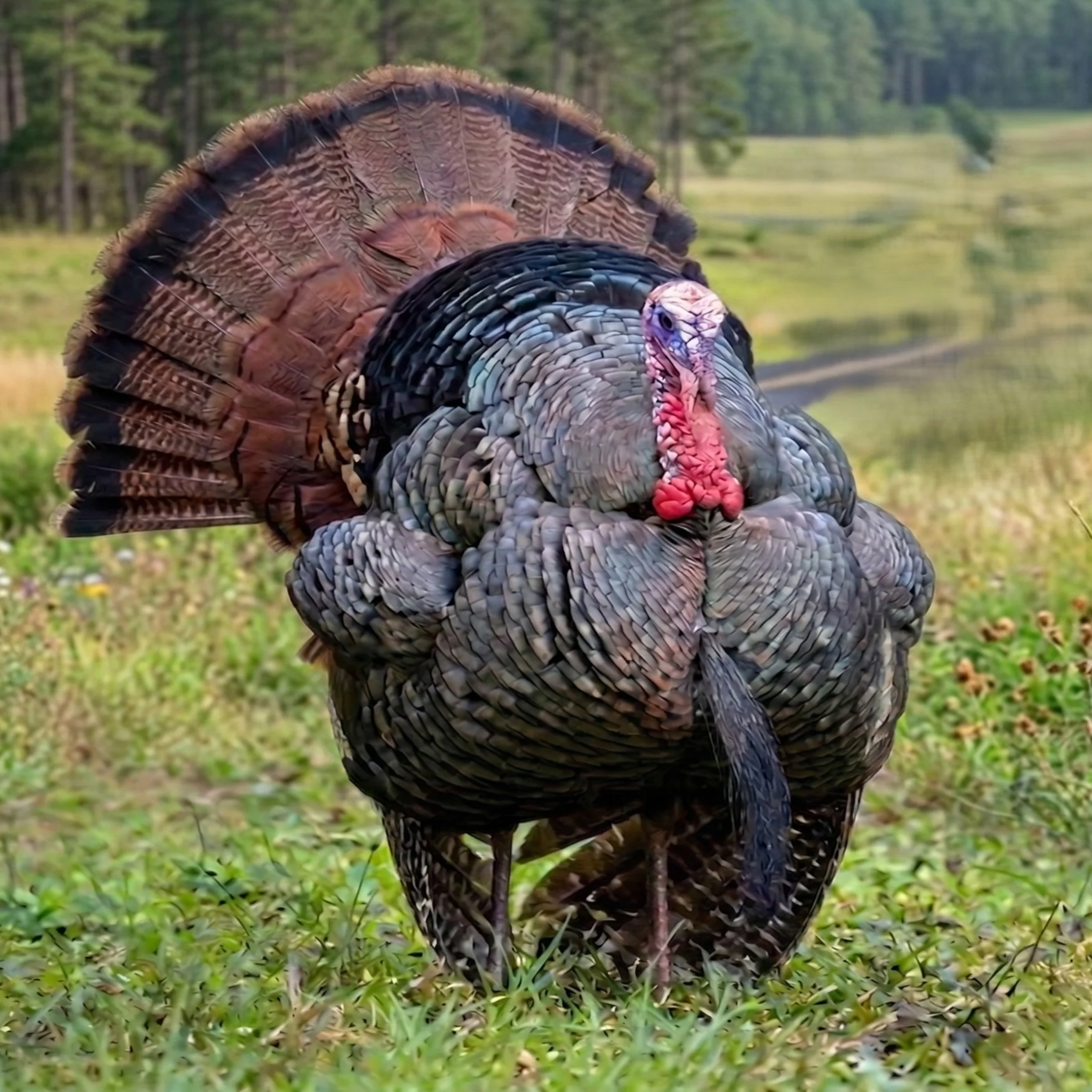 Eastern Wild Turkey Hatching Eggs - Image 5