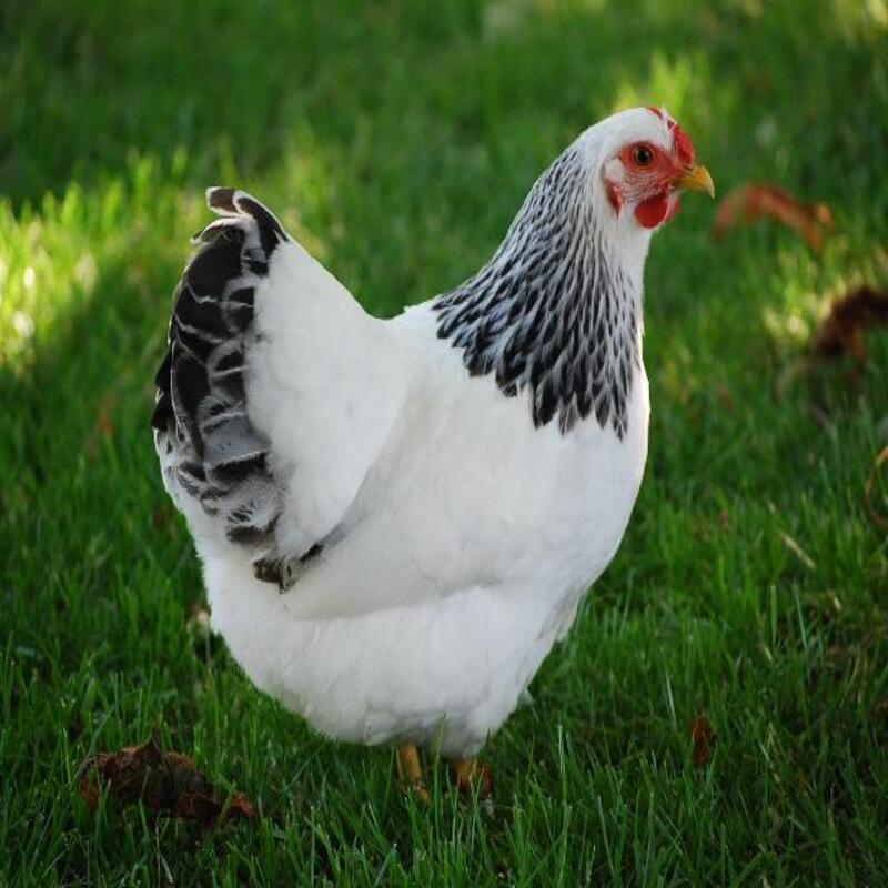 Columbian Wyandotte Chicken - Image 3