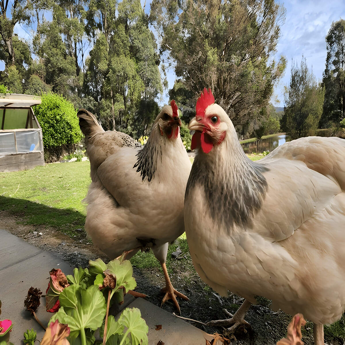 Columbian Wyandotte Chicken - Image 4