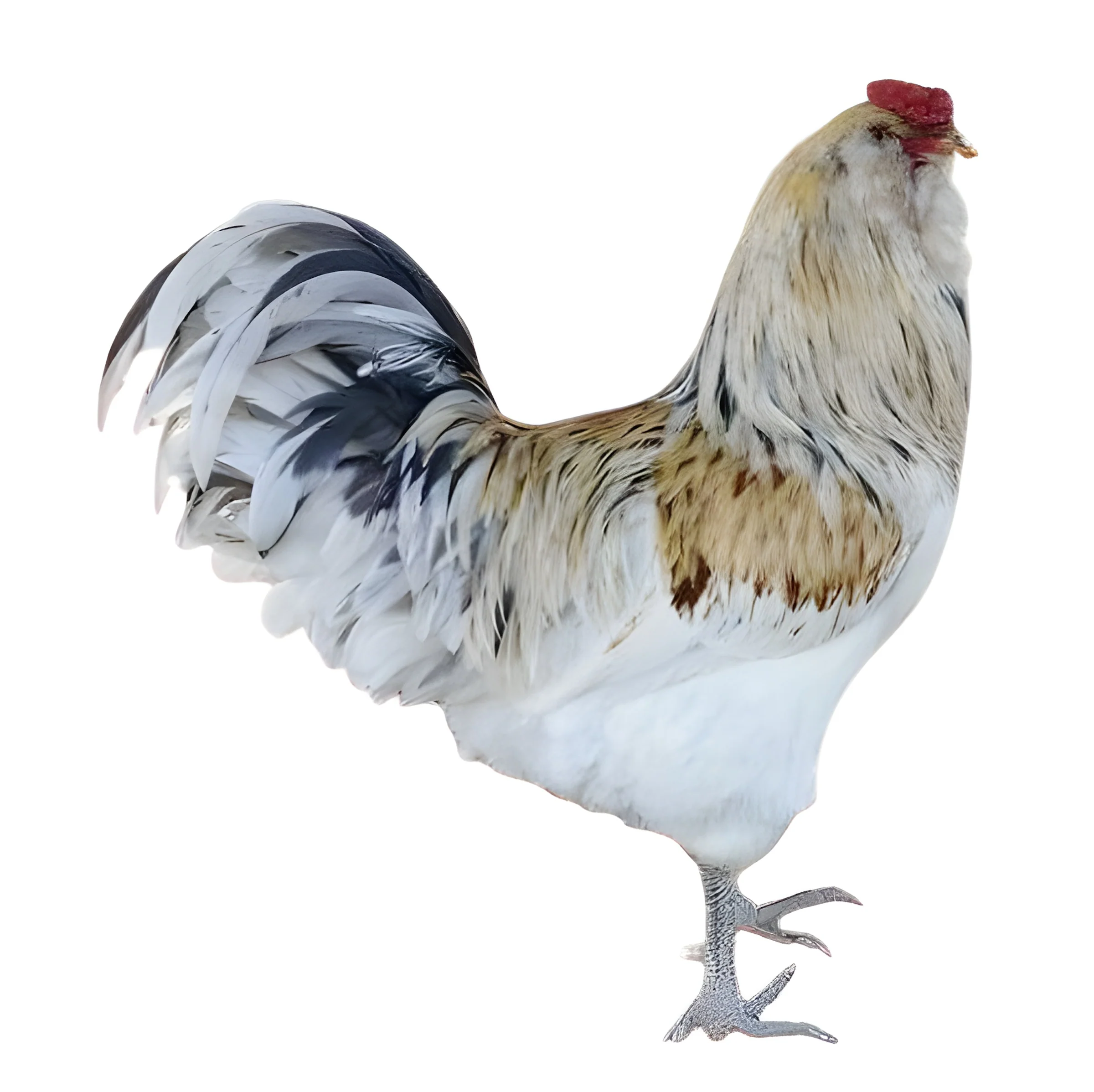 Easter Egger - Image 3