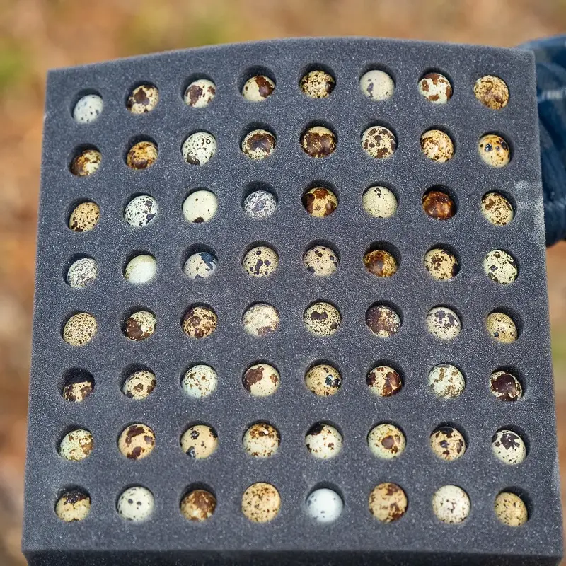 Falb Fee Coturnix Quail Hatching Eggs - Image 3