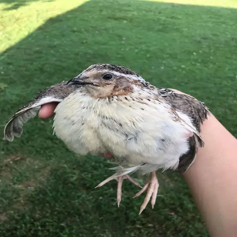 Falb Fee Coturnix Quail Hatching Eggs - Image 4