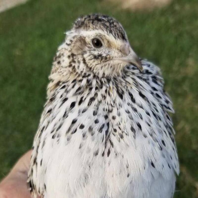 Falb Fee Coturnix Quail Hatching Eggs - Image 5