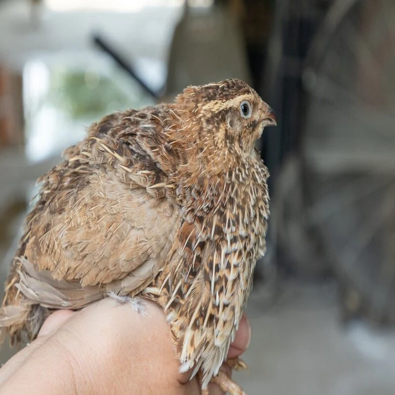 Jumbo Egyptian Quail Hatching Eggs - Image 3