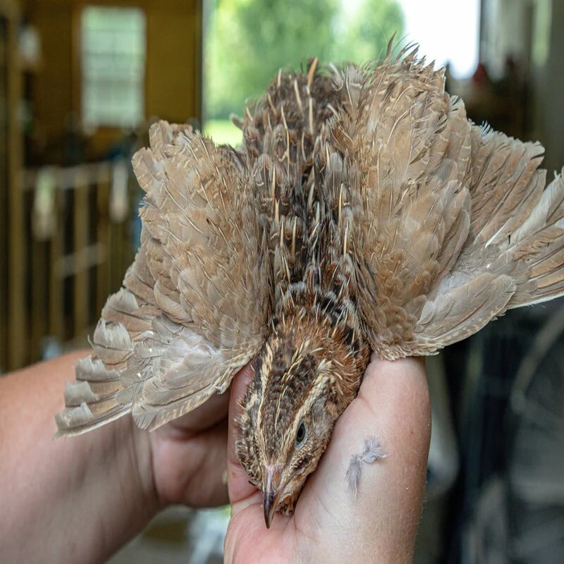 Jumbo Egyptian Quail Hatching Eggs - Image 4