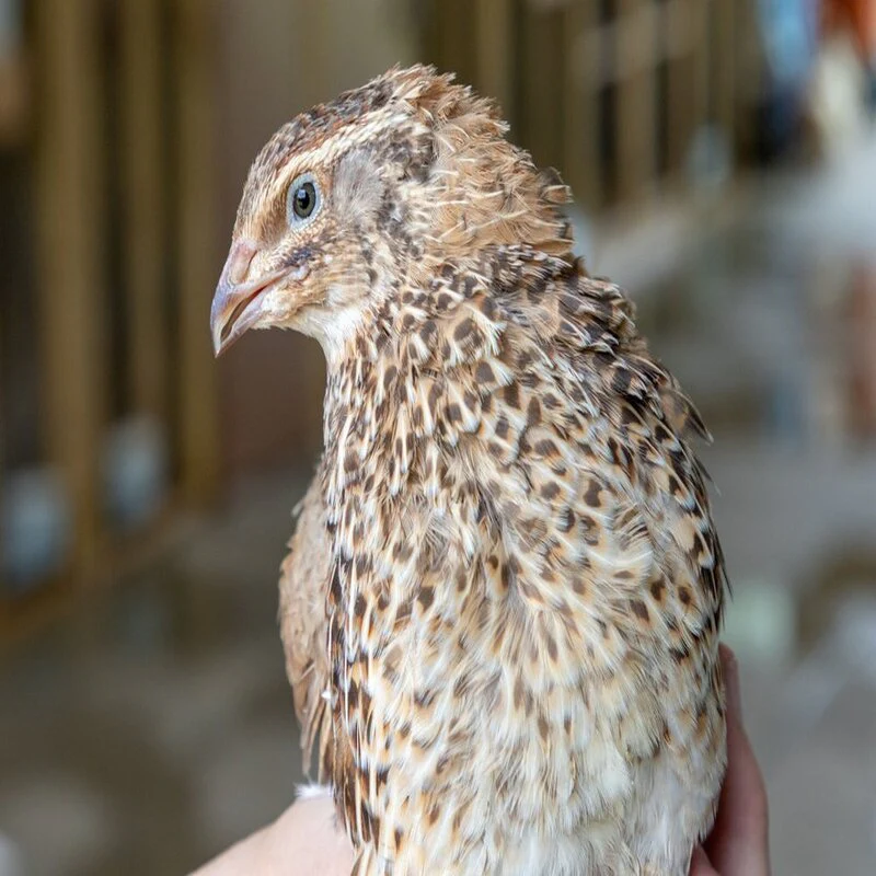Jumbo Egyptian Quail Hatching Eggs - Image 5