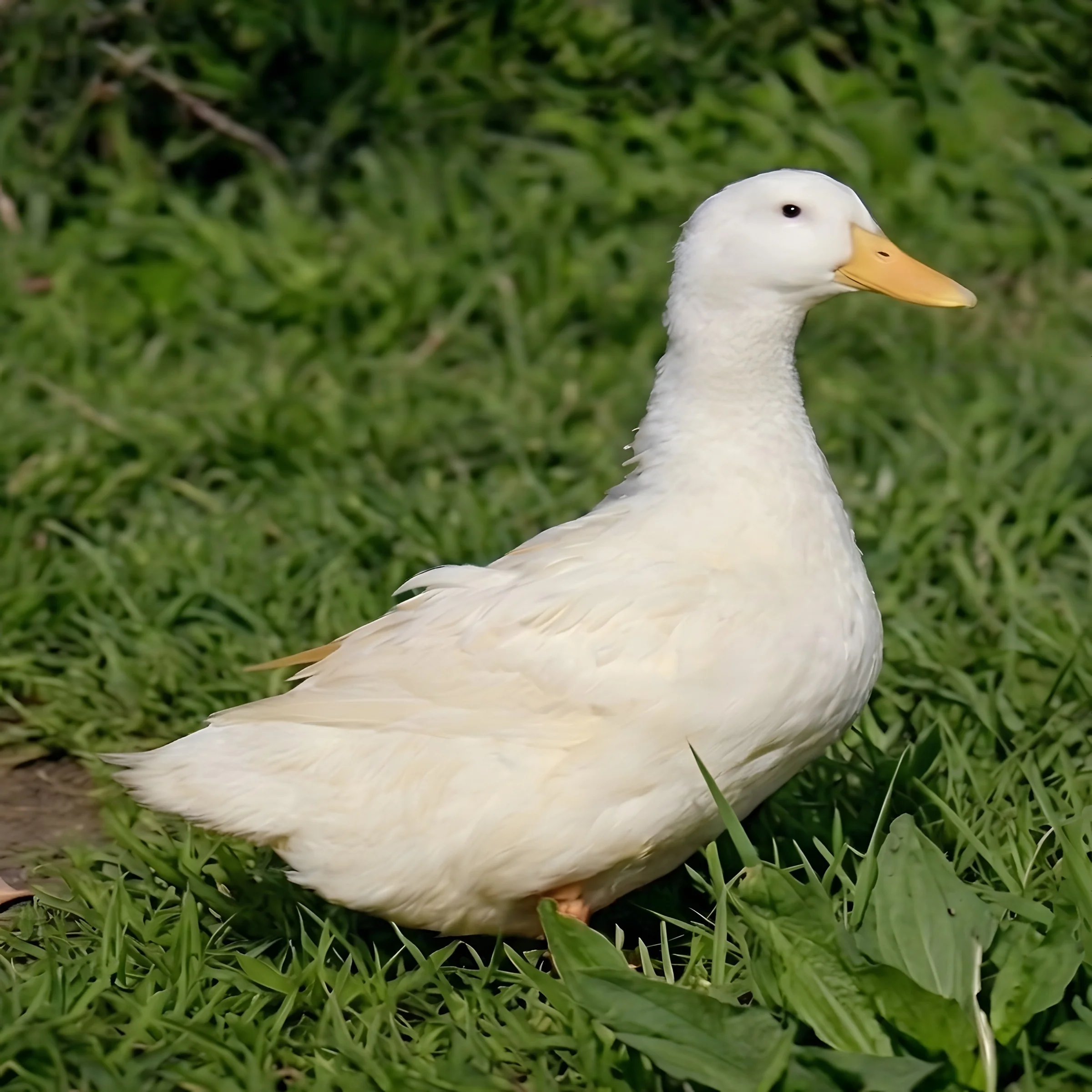 Jumbo Peking Ducks Hatching Eggs - Image 3
