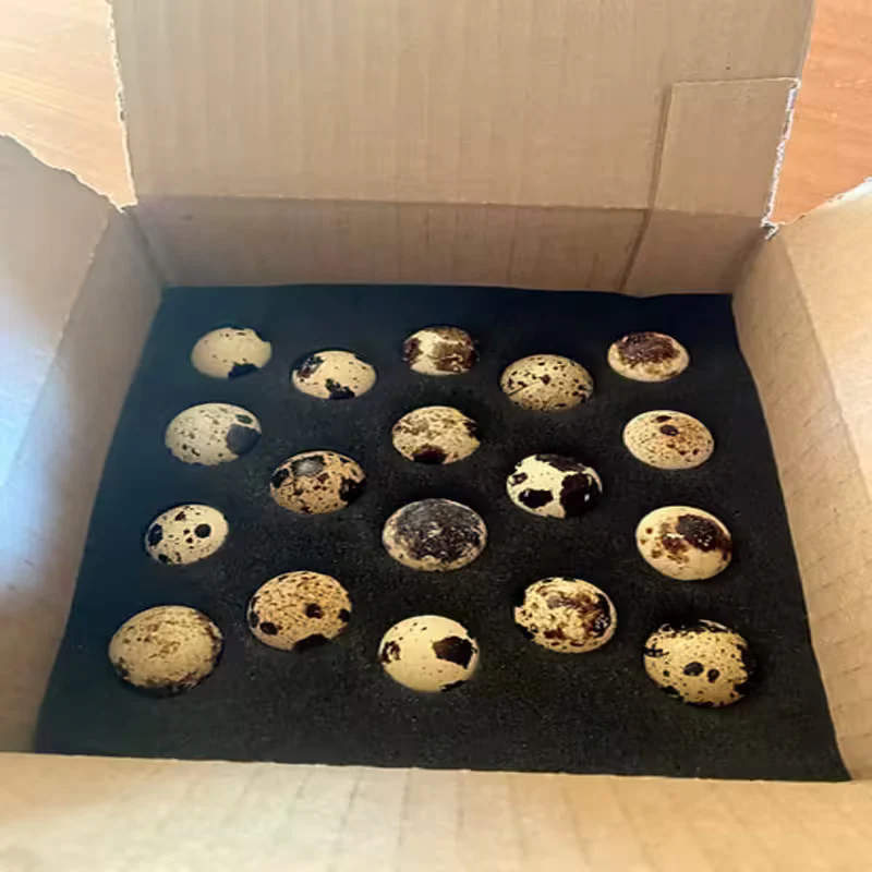 Jumbo Pharaoh Coturnix Quail Hatching Eggs - Image 3