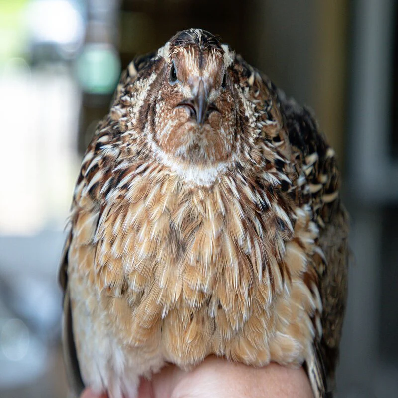 Jumbo Pharaoh Coturnix Quail Hatching Eggs - Image 4