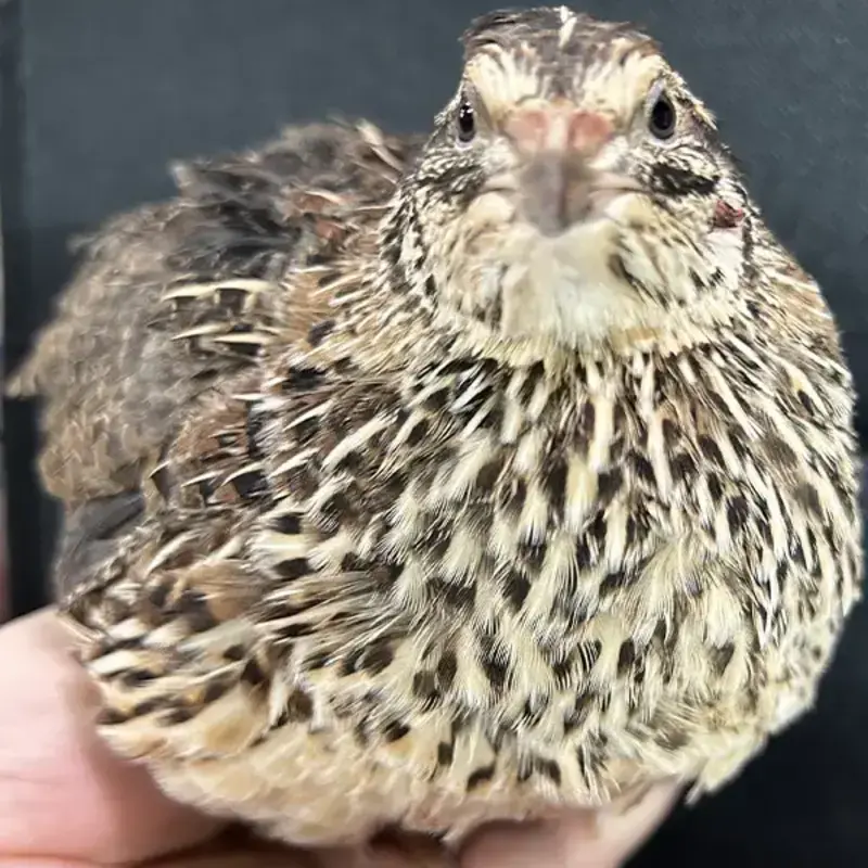 Jumbo Pharaoh Coturnix Quail Hatching Eggs - Image 5