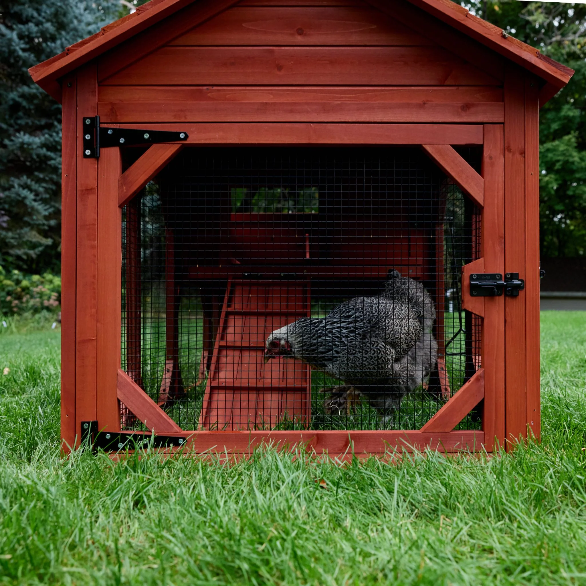 Chicken Coop for 4 Chickens – Leghorn Cottage Chicken Coop - Image 7
