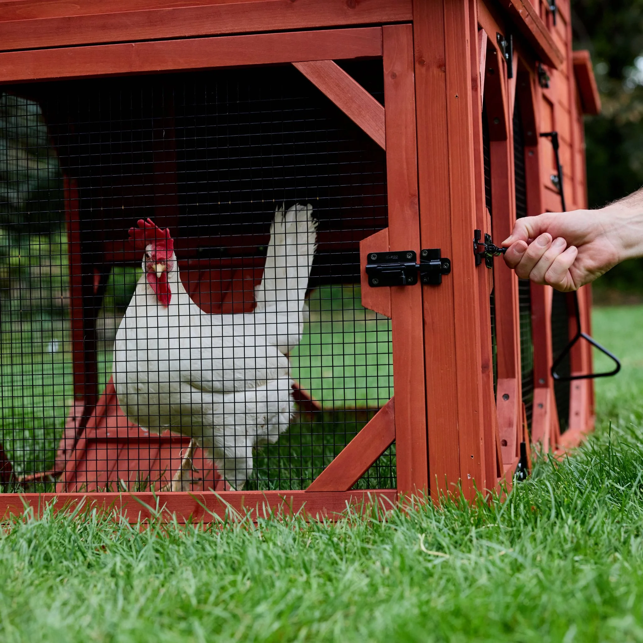 Chicken Coop for 6 Chickens – Orpington Lodge - Image 25