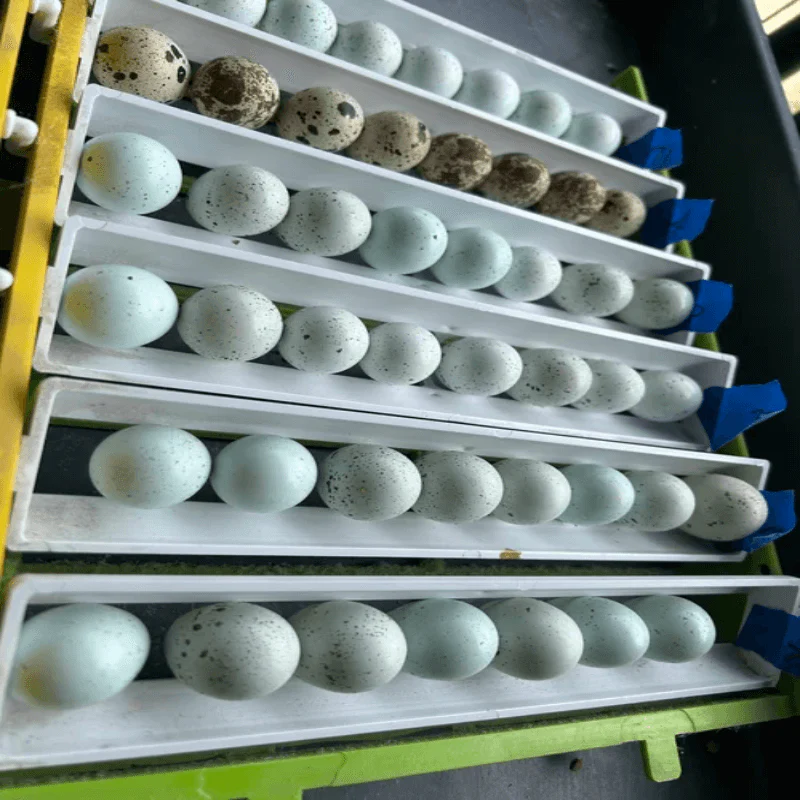 Quail Hens Choice Hatching Eggs - Image 3