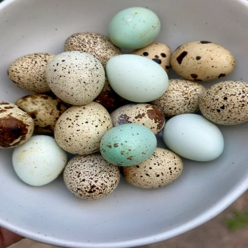 Quail Hens Choice Hatching Eggs - Image 4