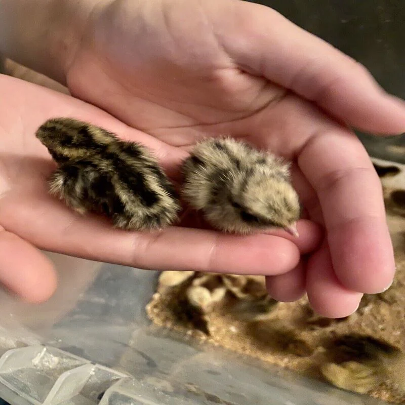 Quail Hens Choice Hatching Eggs - Image 5