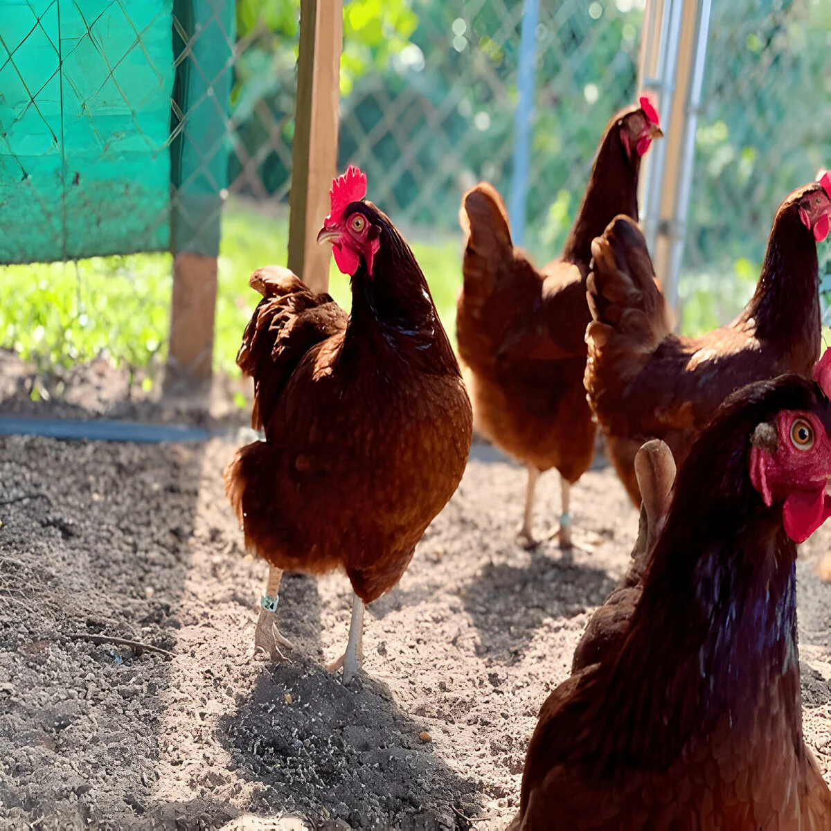 Rhode Island Red Chicken - Image 3