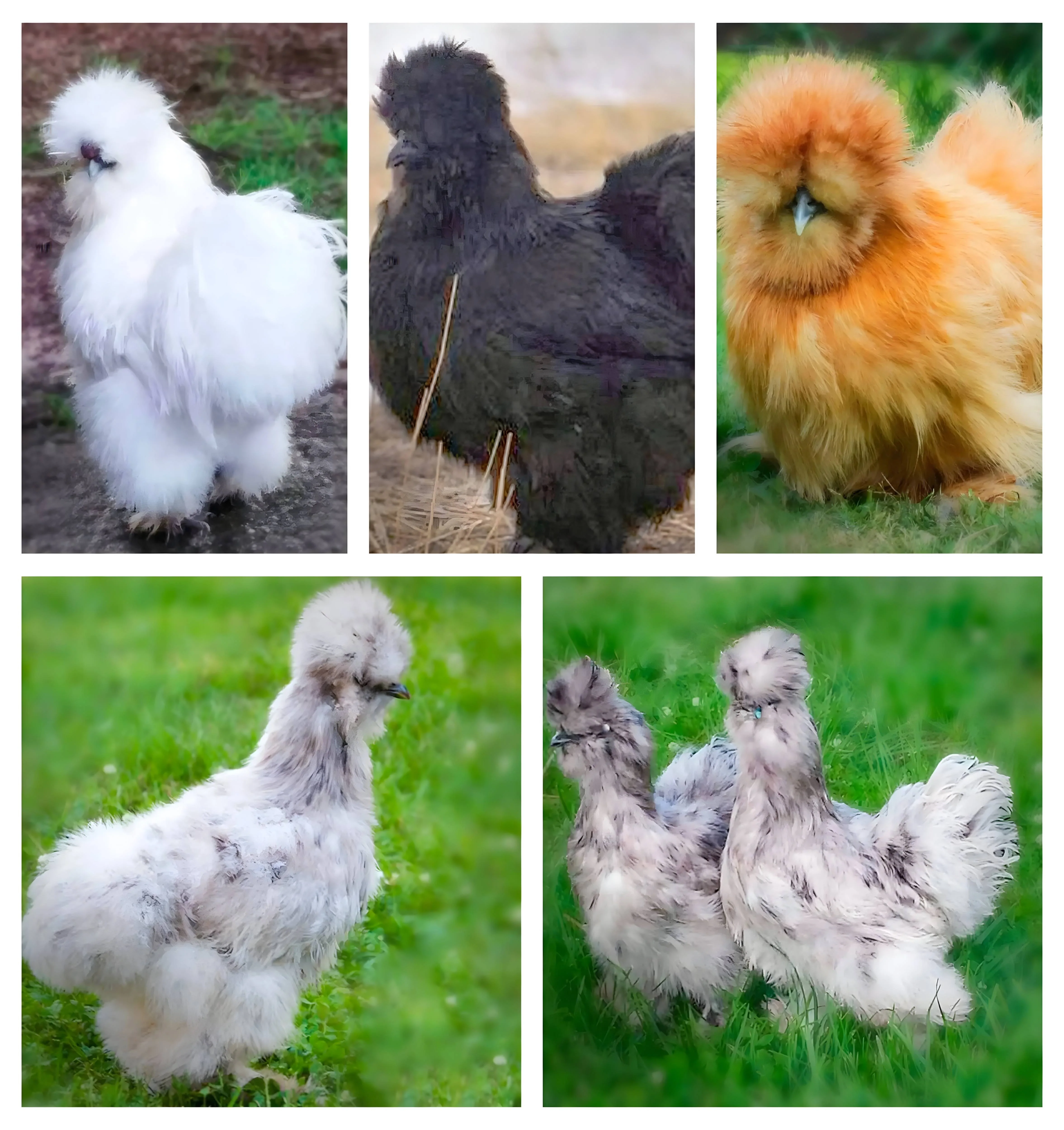 Discover Top Poultry Chicken Breeds: Baby Chicks for Sale