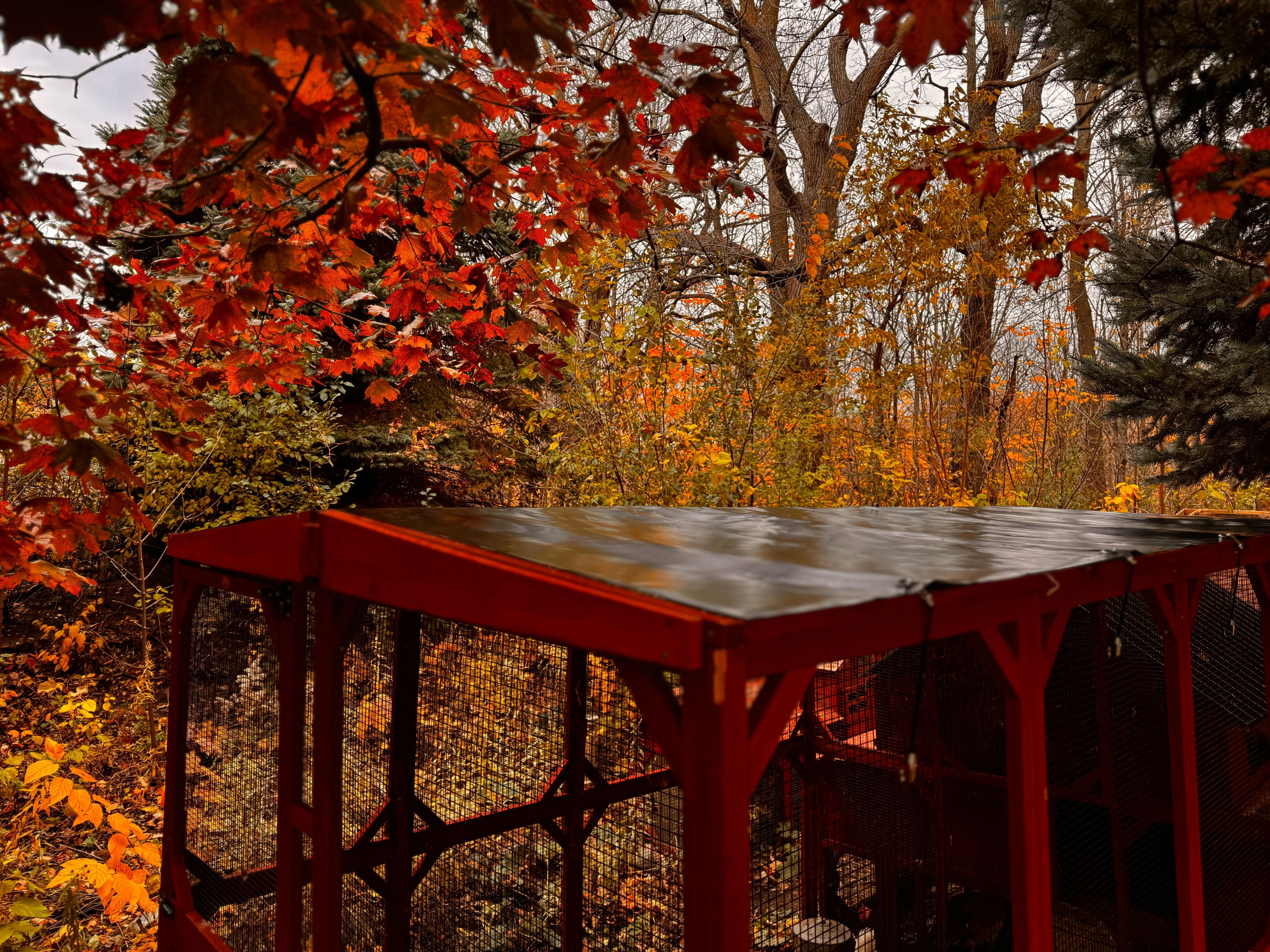 Vinyl Roof for 6x8 Brahma Run Extension - Image 4